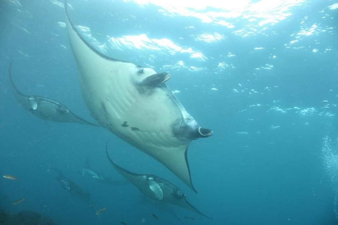 Pondok Bambu Resort - 5 Stars Padi Dive Centre Candidasa Екстериор снимка